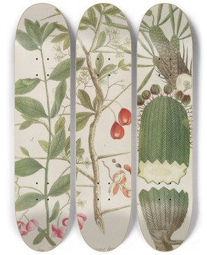 Triptych art skateboard deck of Johann Wilhelm Weinmann Phytanthoza Iconographia Pl217 by Johann Wilhelm Weinmann (1683-1741)
