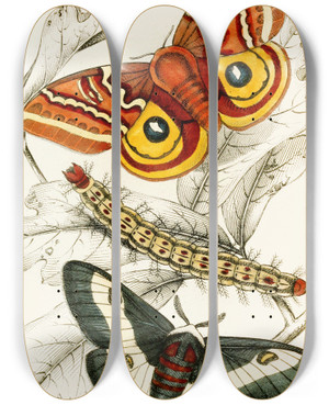 Triptych art skateboard deck of James Duncan Saturnia Maia Aglia Io by James Duncan (1806-1881)