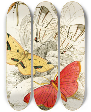 Triptych art skateboard deck of James Duncan Asthenia Podaliriaria Macrotes Netrix Venilia Sospita Eumelia Rosalia by James Duncan (1806-1881)