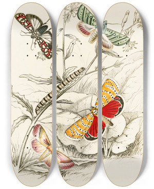 Triptych art skateboard deck of James Duncan Deiopeia Bella Cydosia Nobilitella Chloridea Rhexiae by James Duncan (1806-1881)