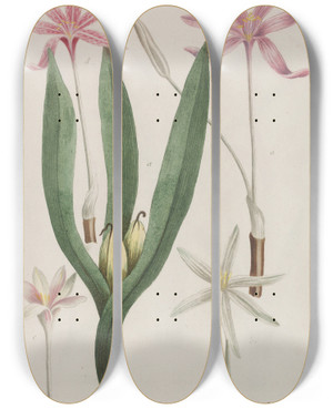 Triptych art skateboard deck of Johann Wilhelm Weinmann Phytanthoza Iconographia Pl126 by Johann Wilhelm Weinmann (1683-1741)