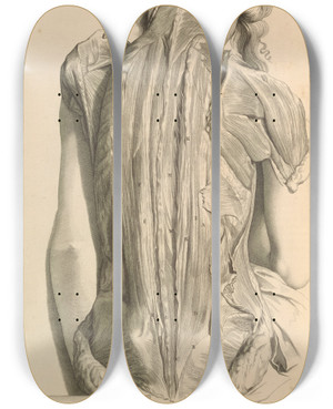 Triptych art skateboard deck of Gerard De Lairesse Anatomia Humani Corporis Pl030 by Gerard de Lairesse (1641-1711)