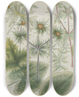 Triptych art skateboard deck of Johann Wilhelm Weinmann Phytanthoza Iconographia Pl208 by Johann Wilhelm Weinmann (1683-1741)