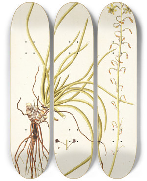 Triptych art skateboard deck of Nikolaus Joseph Freiherr Von Jacquin Anthericum Rostratum by Nikolaus Joseph Freiherr Von Jacquin (1727-1817)