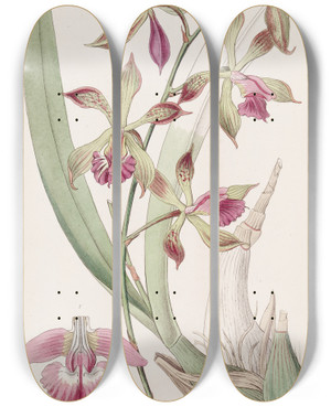 Triptych art skateboard deck of Sydenham Edwards Plaitedlipped Epidendrum by Sydenham Edwards (1768-1819)