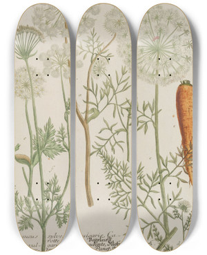 Triptych art skateboard deck of Johann Wilhelm Weinmann Phytanthoza Iconographia Pl181 by Johann Wilhelm Weinmann (1683-1741)