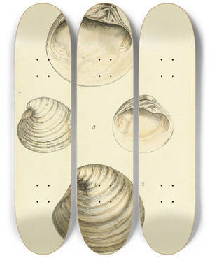 Triptych art skateboard deck of James Sowerby The Mineral Conchology Of Great Britain Pl151 by James Sowerby (1757-1822)