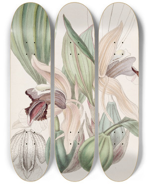 Triptych art skateboard deck of Sydenham Edwards Showy Coelogyne by Sydenham Edwards (1768-1819)