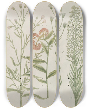 Triptych art skateboard deck of Johann Wilhelm Weinmann Phytanthoza Iconographia Pl145 by Johann Wilhelm Weinmann (1683-1741)