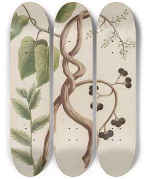 Triptych art skateboard deck of Johann Wilhelm Weinmann Phytanthoza Iconographia Pl123 by Johann Wilhelm Weinmann (1683-1741)