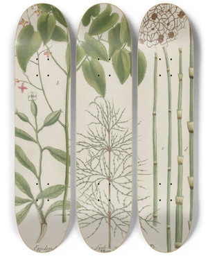 Triptych art skateboard deck of Johann Wilhelm Weinmann Phytanthoza Iconographia Pl202 by Johann Wilhelm Weinmann (1683-1741)