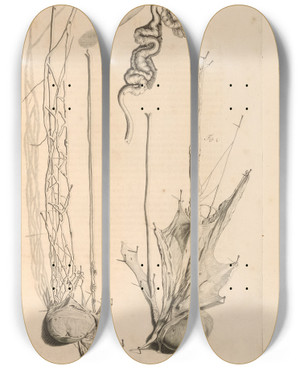 Triptych art skateboard deck of Gerard De Lairesse Anatomia Humani Corporis Pl046 by Gerard de Lairesse (1641-1711)