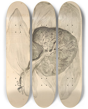 Triptych art skateboard deck of Gerard De Lairesse Anatomia Humani Corporis Pl060 by Gerard de Lairesse (1641-1711)