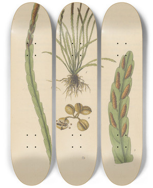 Triptych art skateboard deck of William Jackson Hooker Grammitis Serrulata by William Jackson Hooker (1785-1865)