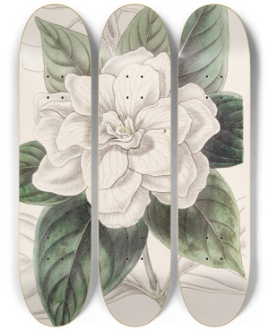 Triptych art skateboard deck of Sydenham Edwards Mr Fortunes Gardenia by Sydenham Edwards (1768-1819)