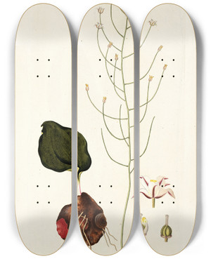 Triptych art skateboard deck of Nikolaus Joseph Freiherr Von Jacquin Eriospermum Latifolium by Nikolaus Joseph Freiherr Von Jacquin (1727-1817)