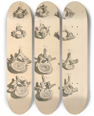Triptych art skateboard deck of Gerard De Lairesse Anatomia Humani Corporis Pl094 by Gerard de Lairesse (1641-1711)