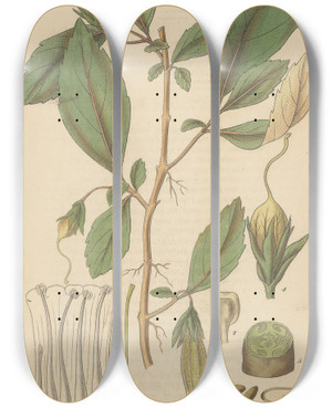 Triptych art skateboard deck of William Jackson Hooker Fieldia Australis by William Jackson Hooker (1785-1865)