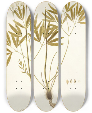 Triptych art skateboard deck of Nikolaus Joseph Freiherr Von Jacquin Laserpitium Peucedanoides by Nikolaus Joseph Freiherr Von Jacquin (1727-1817)