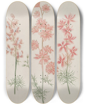 Triptych art skateboard deck of Johann Wilhelm Weinmann Phytanthoza Iconographia Pl133 by Johann Wilhelm Weinmann (1683-1741)
