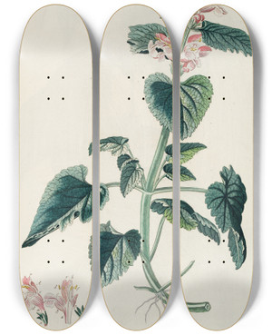 Triptych art skateboard deck of Georg Dionysius Ehret Lamium by Georg Dionysius Ehret (1708-1770)