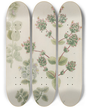 Triptych art skateboard deck of Johann Wilhelm Weinmann Phytanthoza Iconographia Pl185 by Johann Wilhelm Weinmann (1683-1741)