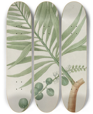 Triptych art skateboard deck of Johann Wilhelm Weinmann Phytanthoza Iconographia Pl225 by Johann Wilhelm Weinmann (1683-1741)