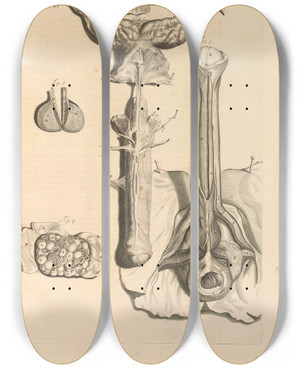 Triptych art skateboard deck of Gerard De Lairesse Anatomia Humani Corporis Pl048 by Gerard de Lairesse (1641-1711)