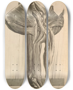 Triptych art skateboard deck of Gerard De Lairesse Anatomia Humani Corporis Pl066 by Gerard de Lairesse (1641-1711)