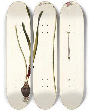 Triptych art skateboard deck of Nikolaus Joseph Freiherr Von Jacquin Strumaria Undulata by Nikolaus Joseph Freiherr Von Jacquin (1727-1817)