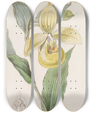 Triptych art skateboard deck of Sydenham Edwards Irapean Ladys Slipper Or Pelican Flower by Sydenham Edwards (1768-1819)