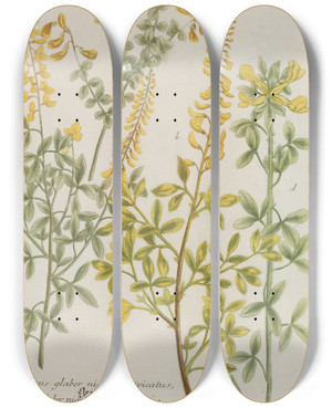 Triptych art skateboard deck of Johann Wilhelm Weinmann Phytanthoza Iconographia Pl179 by Johann Wilhelm Weinmann (1683-1741)