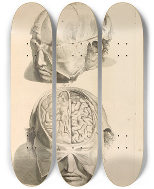 Triptych art skateboard deck of Gerard De Lairesse Anatomia Humani Corporis Pl006 by Gerard de Lairesse (1641-1711)