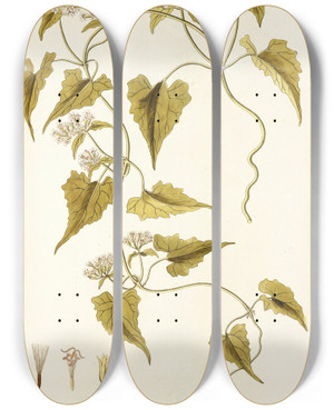 Triptych art skateboard deck of Nikolaus Joseph Freiherr Von Jacquin Eupatorium Scandens by Nikolaus Joseph Freiherr Von Jacquin (1727-1817)