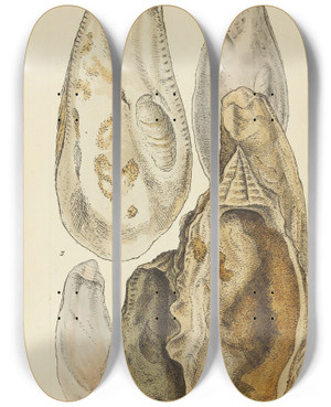 Triptych art skateboard deck of James Sowerby The Mineral Conchology Of Great Britain Pl440 by James Sowerby (1757-1822)