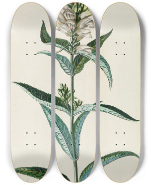 Triptych art skateboard deck of Georg Dionysius Ehret Chelone by Georg Dionysius Ehret (1708-1770)