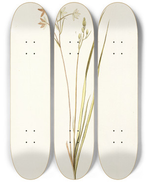 Triptych art skateboard deck of Nikolaus Joseph Freiherr Von Jacquin Ornithogalum Tenellum by Nikolaus Joseph Freiherr Von Jacquin (1727-1817)