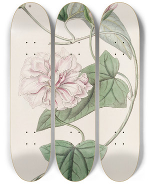 Triptych art skateboard deck of Sydenham Edwards Downy Bindweed by Sydenham Edwards (1768-1819)