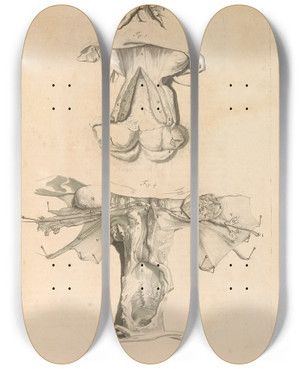 Triptych art skateboard deck of Gerard De Lairesse Anatomia Humani Corporis Pl052 by Gerard de Lairesse (1641-1711)