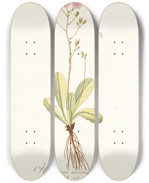 Triptych art skateboard deck of Nikolaus Joseph Freiherr Von Jacquin Hieracium Incarnatum by Nikolaus Joseph Freiherr Von Jacquin (1727-1817)