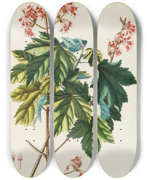 Triptych art skateboard deck of Georg Dionysius Ehret Acer by Georg Dionysius Ehret (1708-1770)