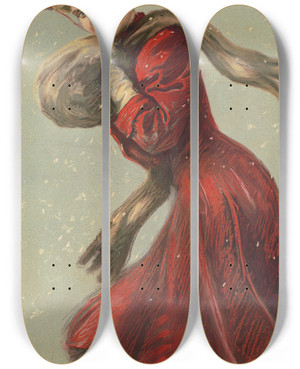 Triptych art skateboard deck of Gray Litho Co Woman Wearing Red Coat And Hat With Fur Muffler In The Snow by Gray Litho Co (19-20-)