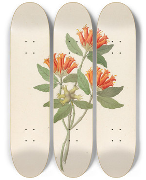 Triptych art skateboard deck of Clemenz Heinrich Wehdemann Gardenia Nova Sp Burchellia Bubalina by Clemenz Heinrich Wehdemann (1762-1835)