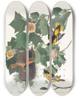 Triptych art skateboard deck of John James Audubon Baltimore Oriole by John James Audubon (1785-1851)