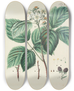 Triptych art skateboard deck of Carl Christoph Oelhafen Von Schllenbach Abbildung Der Wilden Bume Stauden Und Buschgewchse Pl137 by Carl Christoph Oelhafen Von Schollenbach (1709-1785)