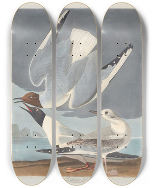 Triptych art skateboard deck of John James Audubon Bonapartian Gull by John James Audubon (1785-1851)