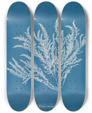 Triptych art skateboard deck of Anna Atkins Ptilota Sericea by Anna Atkins (1799-1871)