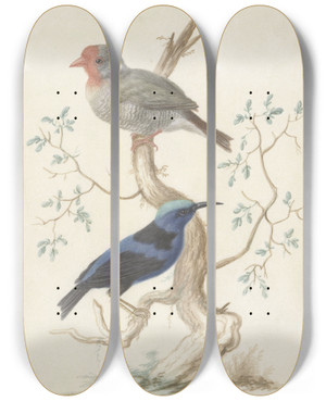 Triptych art skateboard deck of Johannes Van Bronckhorst Bresiljaan En Colibri by Johannes Van Bronckhorst (1648-1727)
