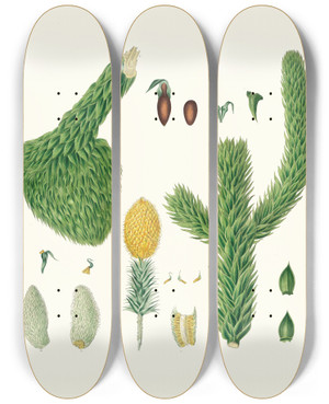 Triptych art skateboard deck of Aylmer Bourke Lambert Araucaria Imbricata Chili Pine by Aylmer Bourke Lambert (1761-1842)