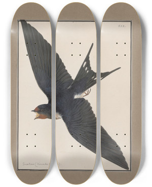 Triptych art skateboard deck of John William Lewin Original Watercolour Drawings Of Birds And Eggs Pl30 by John William Lewin (1770-1819)